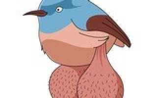 Big Balls Birds