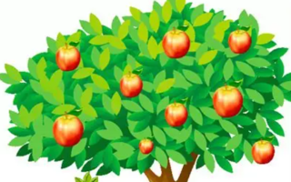 Fruit Trees