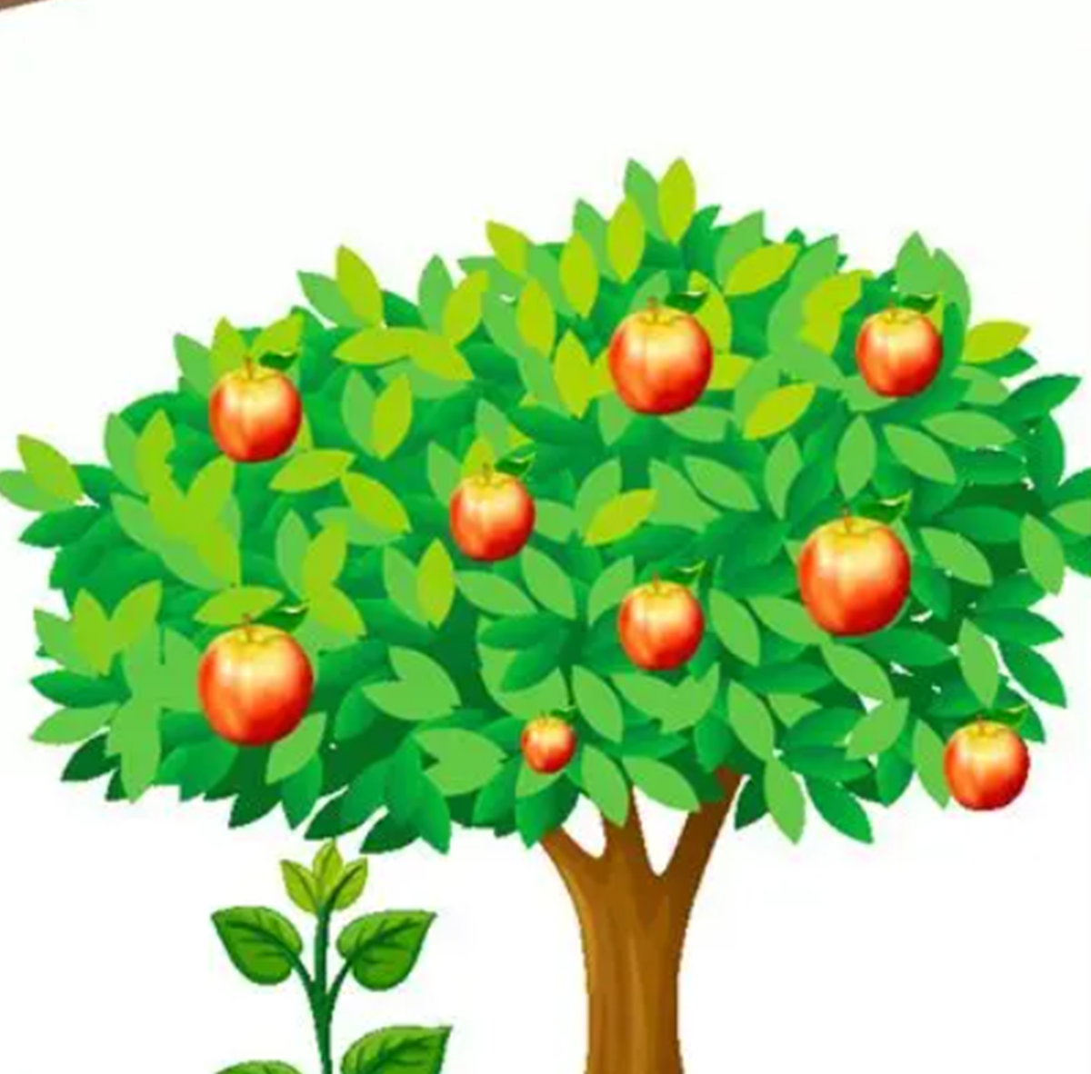 Fruit Trees