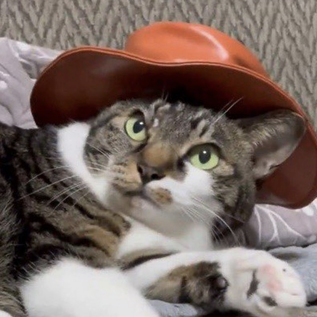 Catwifhat